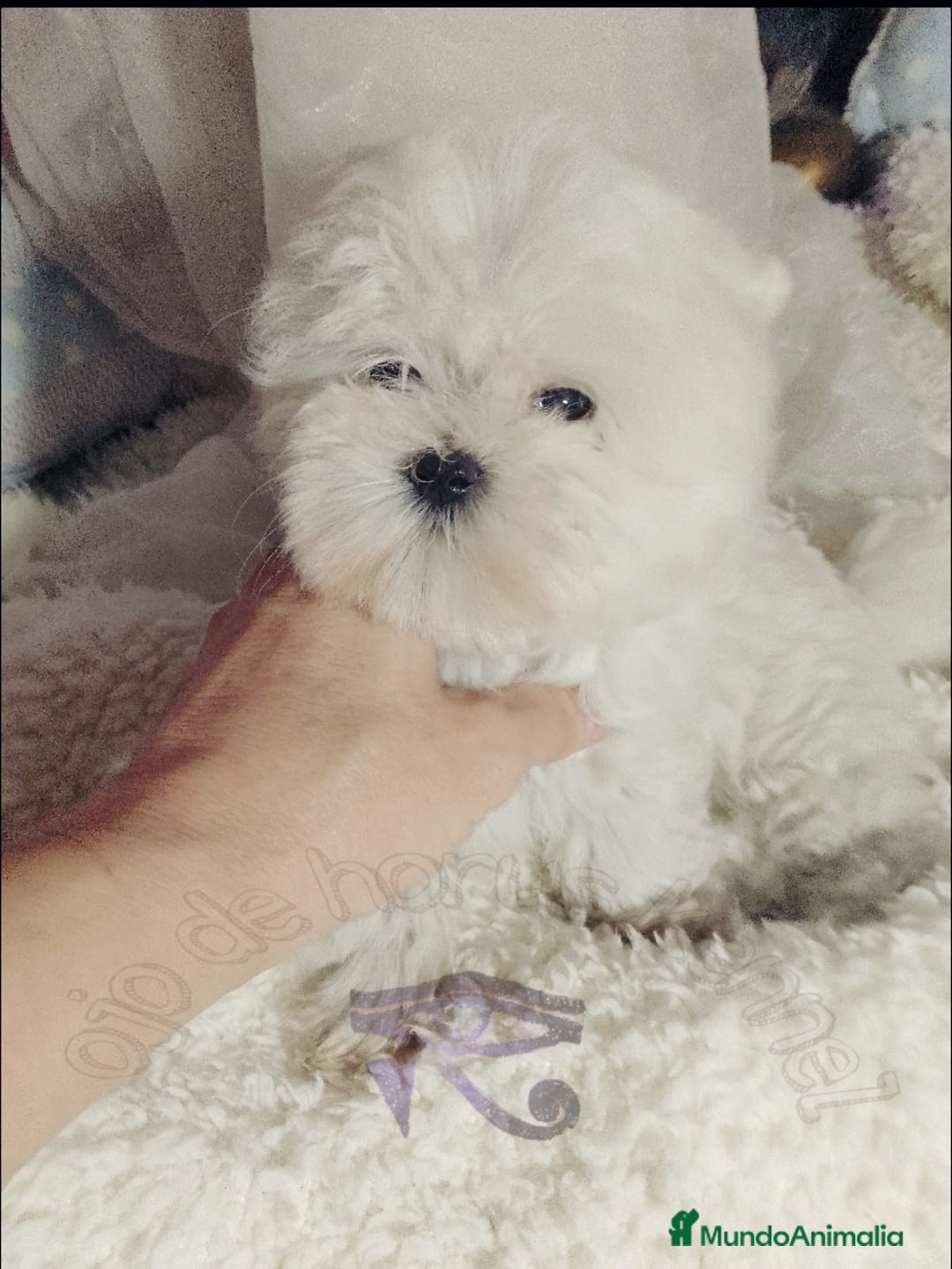 Bichón Maltés perros en venta: camada de bichón maltes toy coreano - Imagen 2