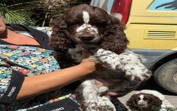 English Springer Spaniel perros en venta: Cachorros Springer Spaniel Inglés bco/hígado. - Imagen 7
