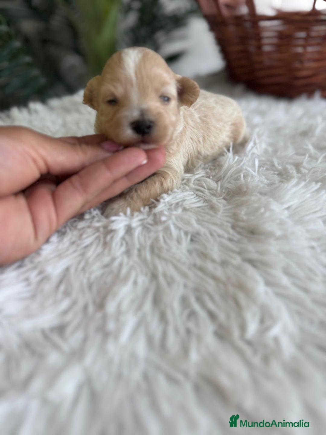 Maltipoo perros en venta: MALTIPOO MACHO - Imagen 3