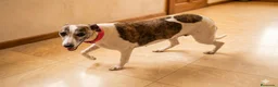 Whippet perros en venta: WHIPPET ADULTA - Anuncio 3