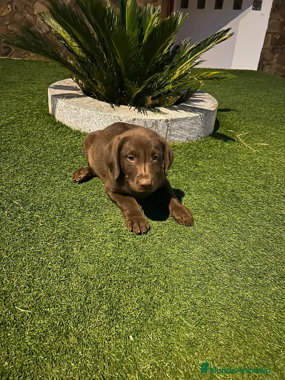 Labrador Retriever perros en venta: Labrador retriever chocolate hembra  - Anuncio 1