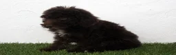 Perro de Agua Español perros en venta: Perro de Agua Español - Anuncio 12