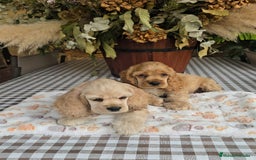 Cocker Spaniel Americano perros en venta: Cocker americano  - Imagen 3