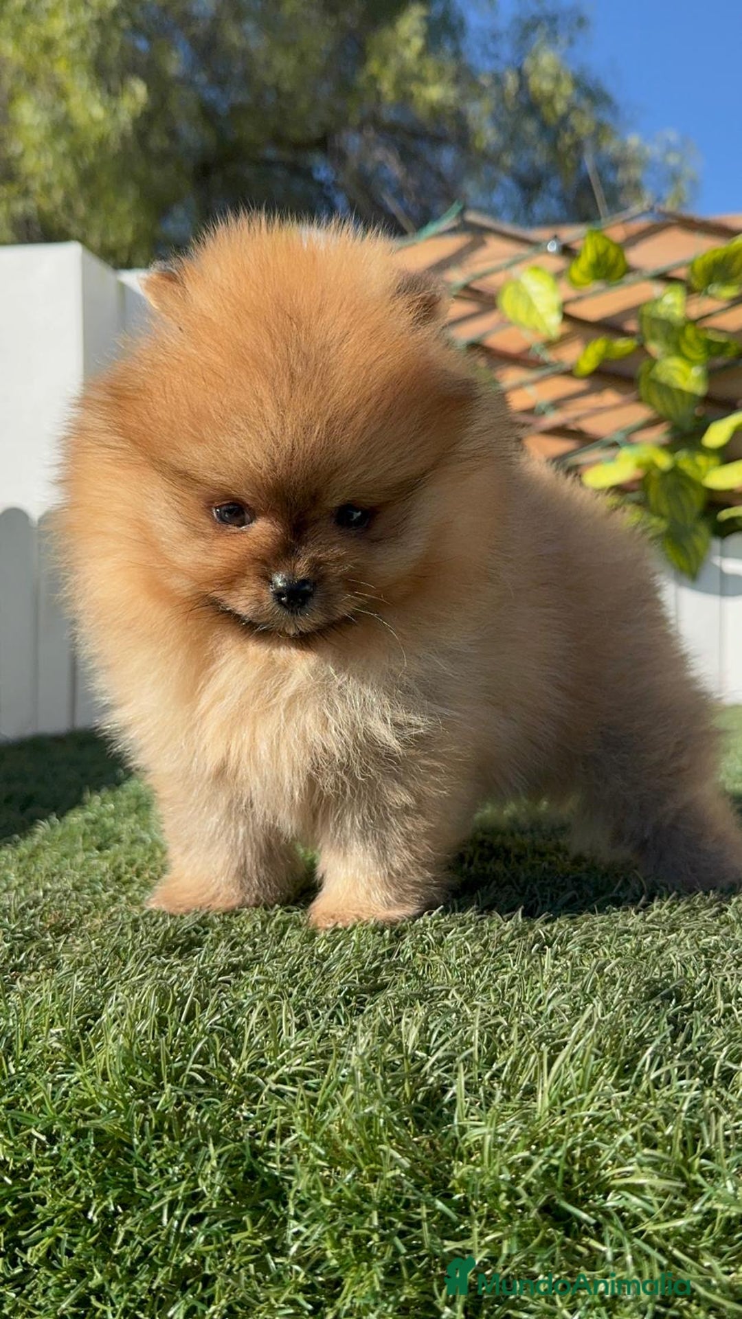 Pomerania perros en venta: POMERANIA HEMBRA CARA DE OSO - Anuncio 12