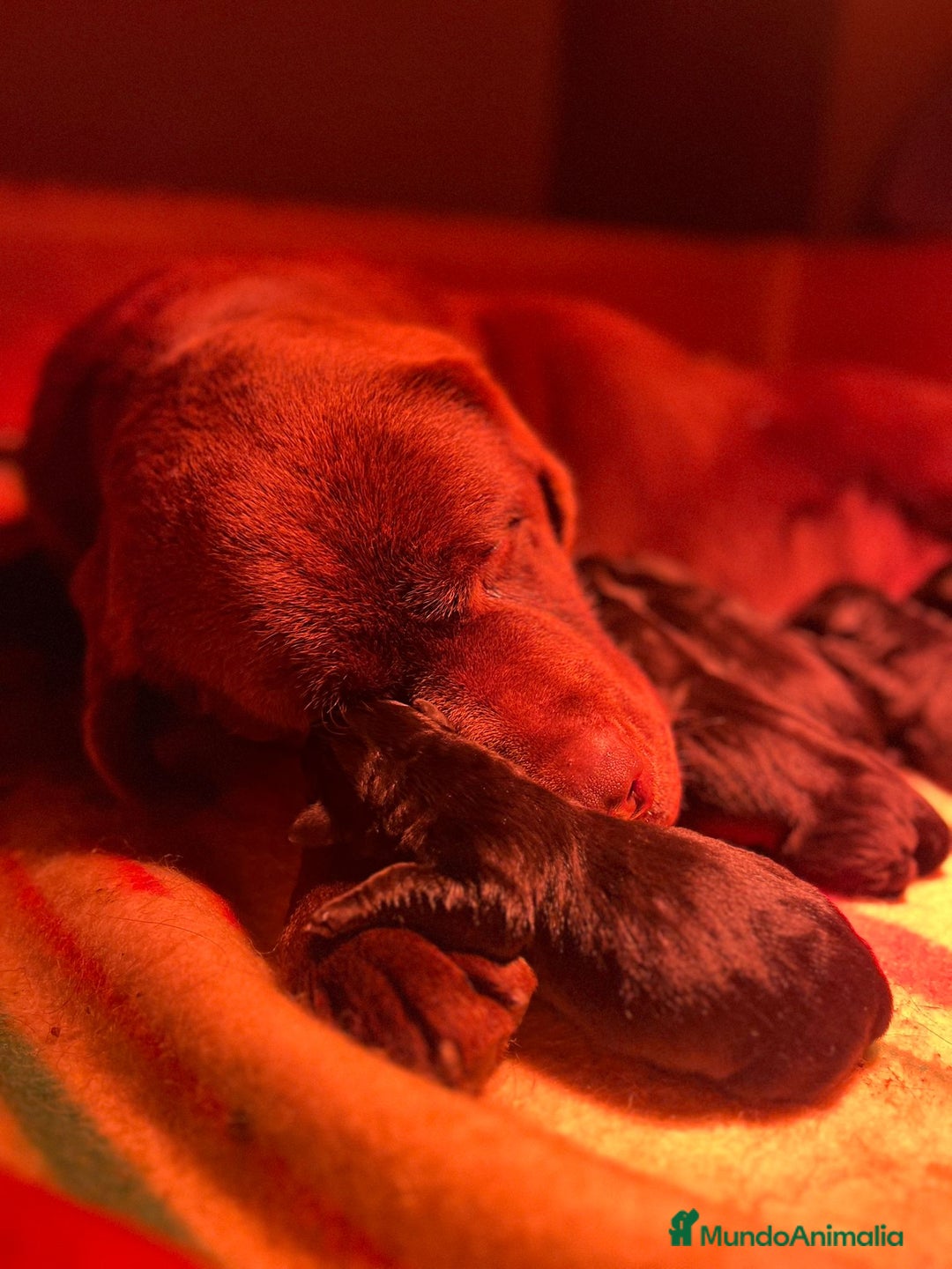 Labrador Retriever perros en venta: Cachorros Labrador Retriever negros - Anuncio 2