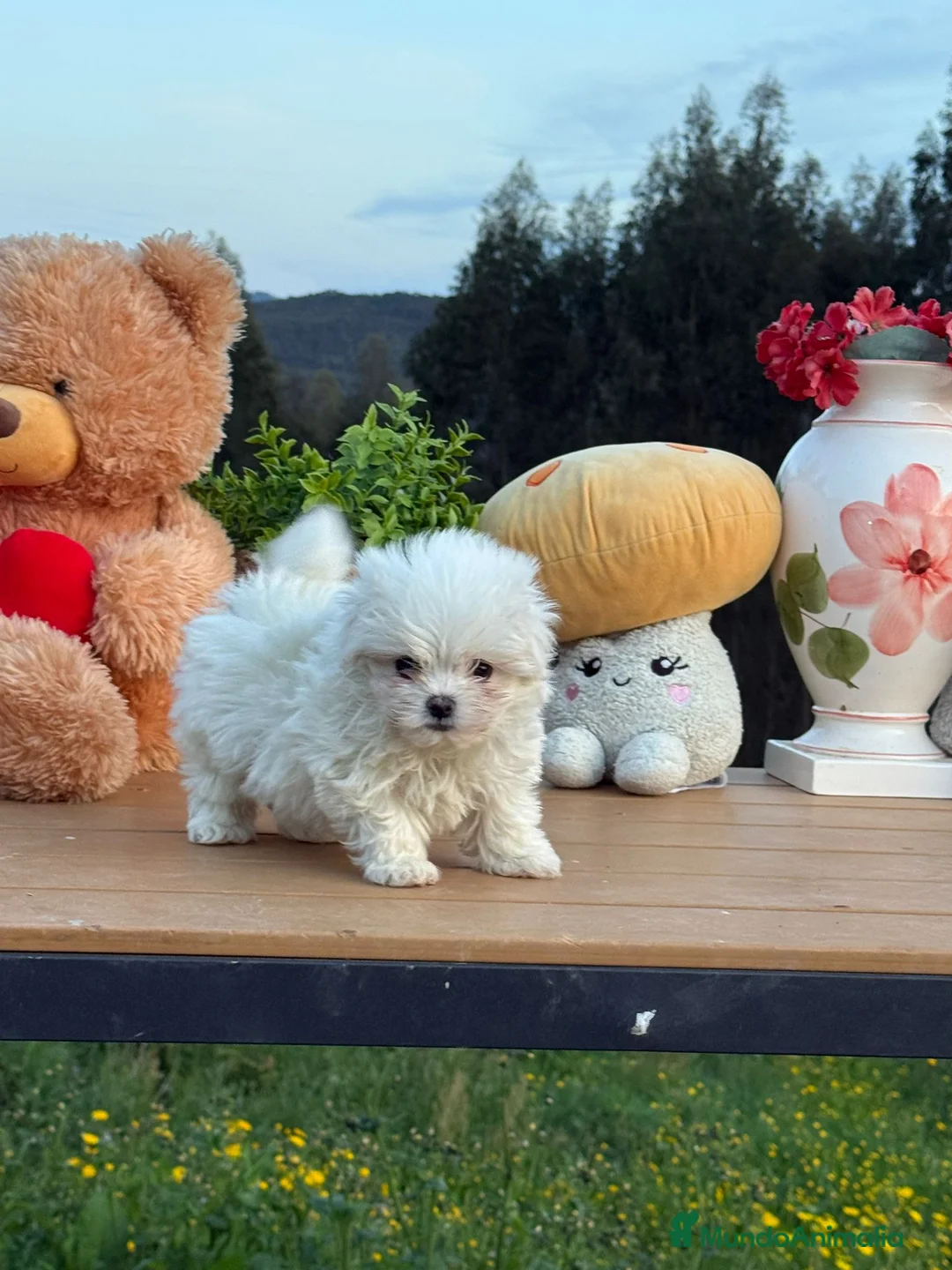 Bichón Maltés perros en venta: Bichón maltés coreano/americano  - Anuncio 4