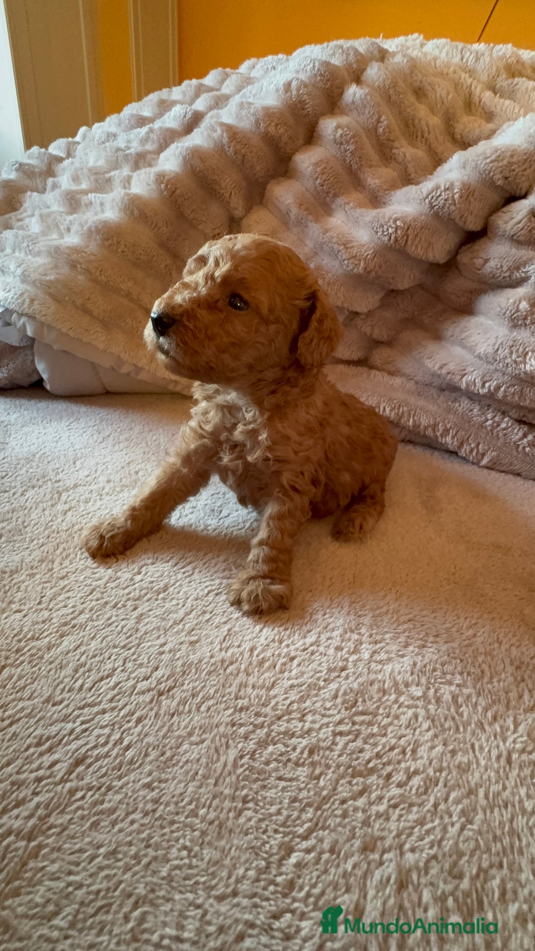 Caniche Toy perros en venta: Cachorro caniche Toy rojo  - Anuncio 3