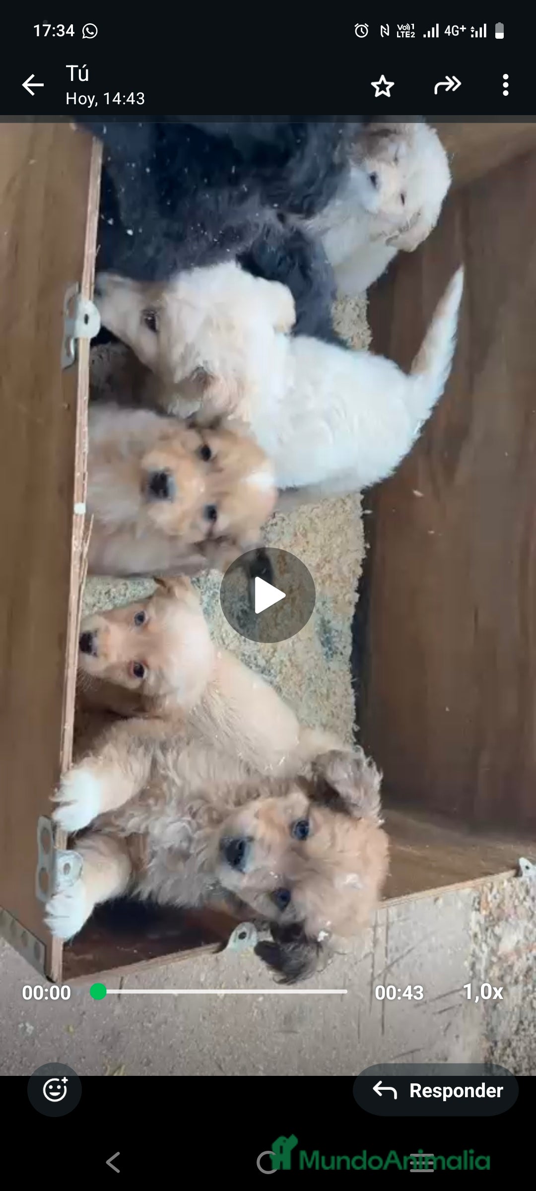 Raza Mixta perros Golden mixtos con bulldog  - Anuncio 13