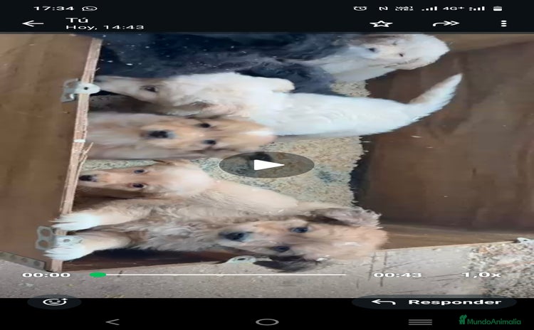 Raza Mixta perros Golden mixtos con bulldog  - Anuncio 1