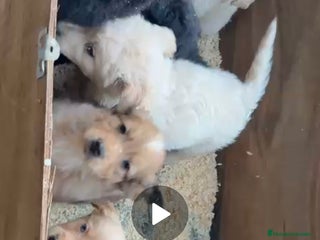 Raza Mixta perros Golden mixtos con bulldog - Anuncio 1