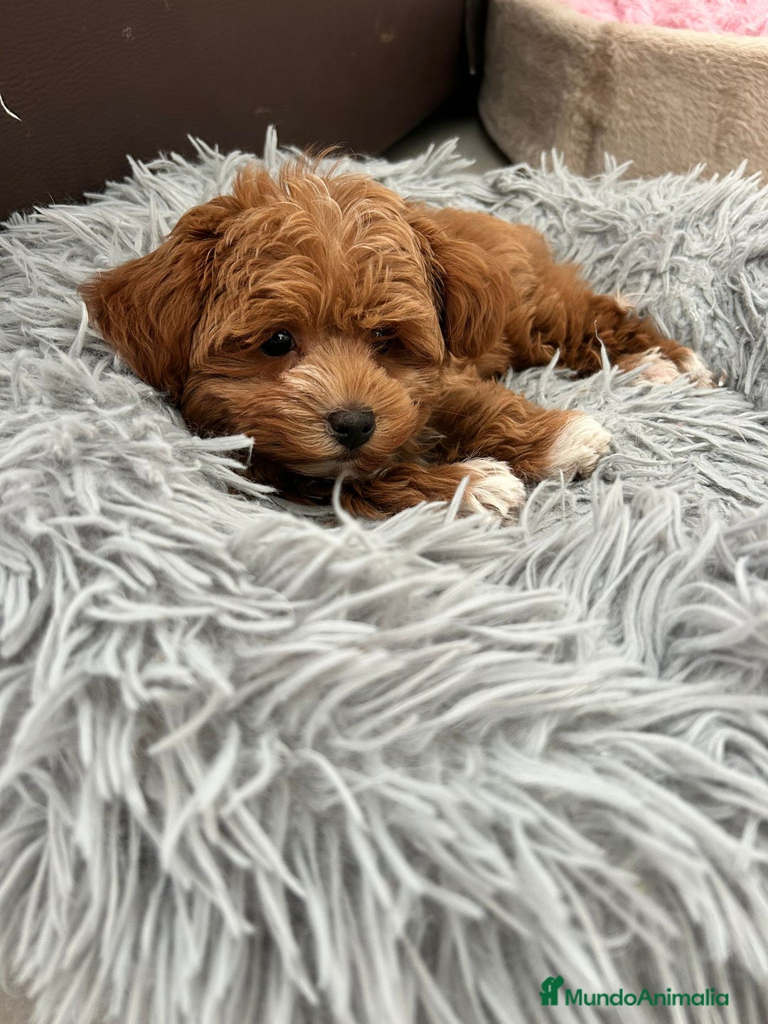 Maltipoo perros en venta: Maltipoo mini - Anuncio 4