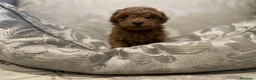 Caniche Toy perros en venta: caniche toy en Illes Balears - Anuncio 5