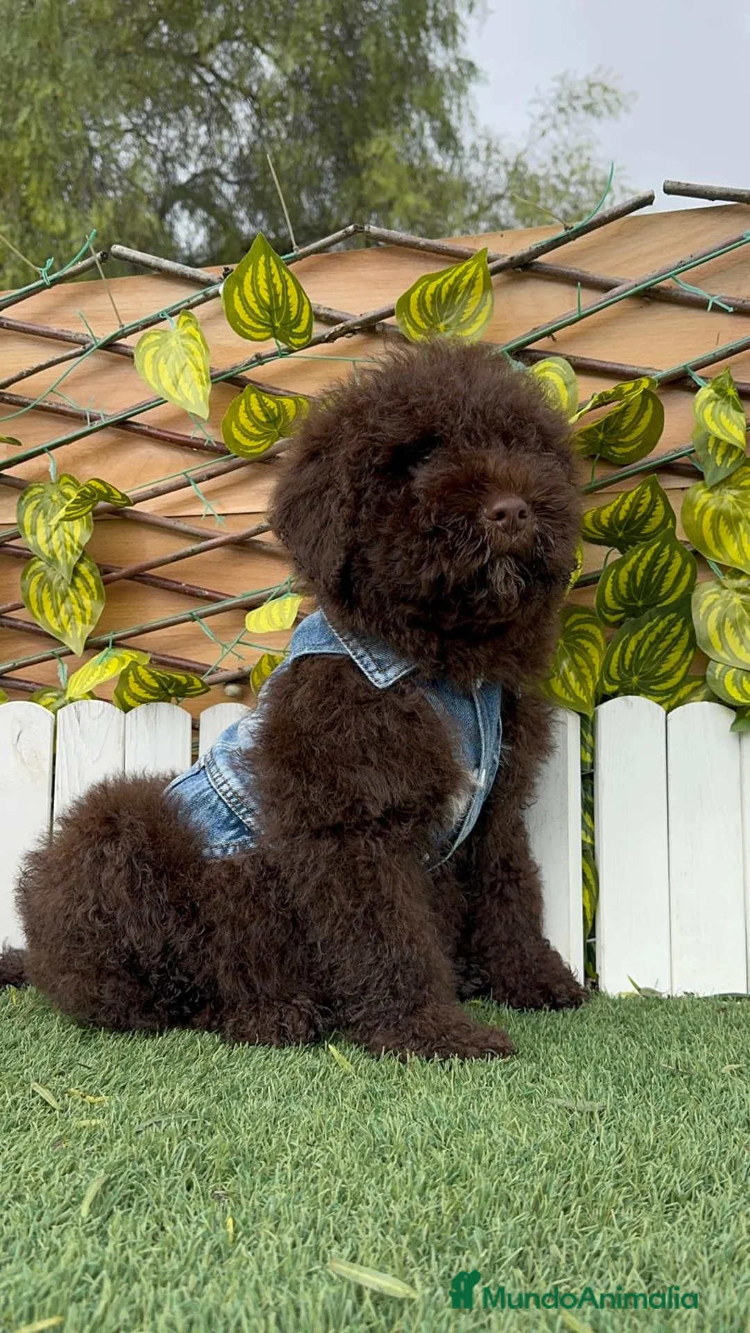 Perro de Agua Español perros en venta: PERRO DE AGUA  - Anuncio 8