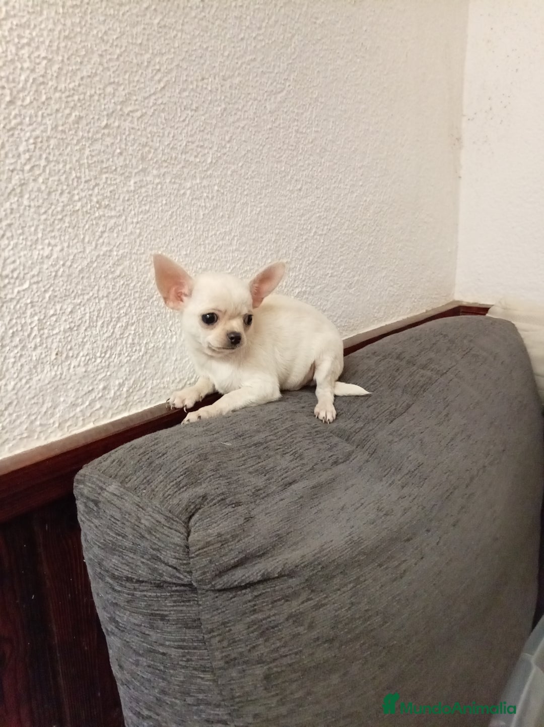 Chihuahua perros en venta: Chihuahuas toy - Anuncio 9