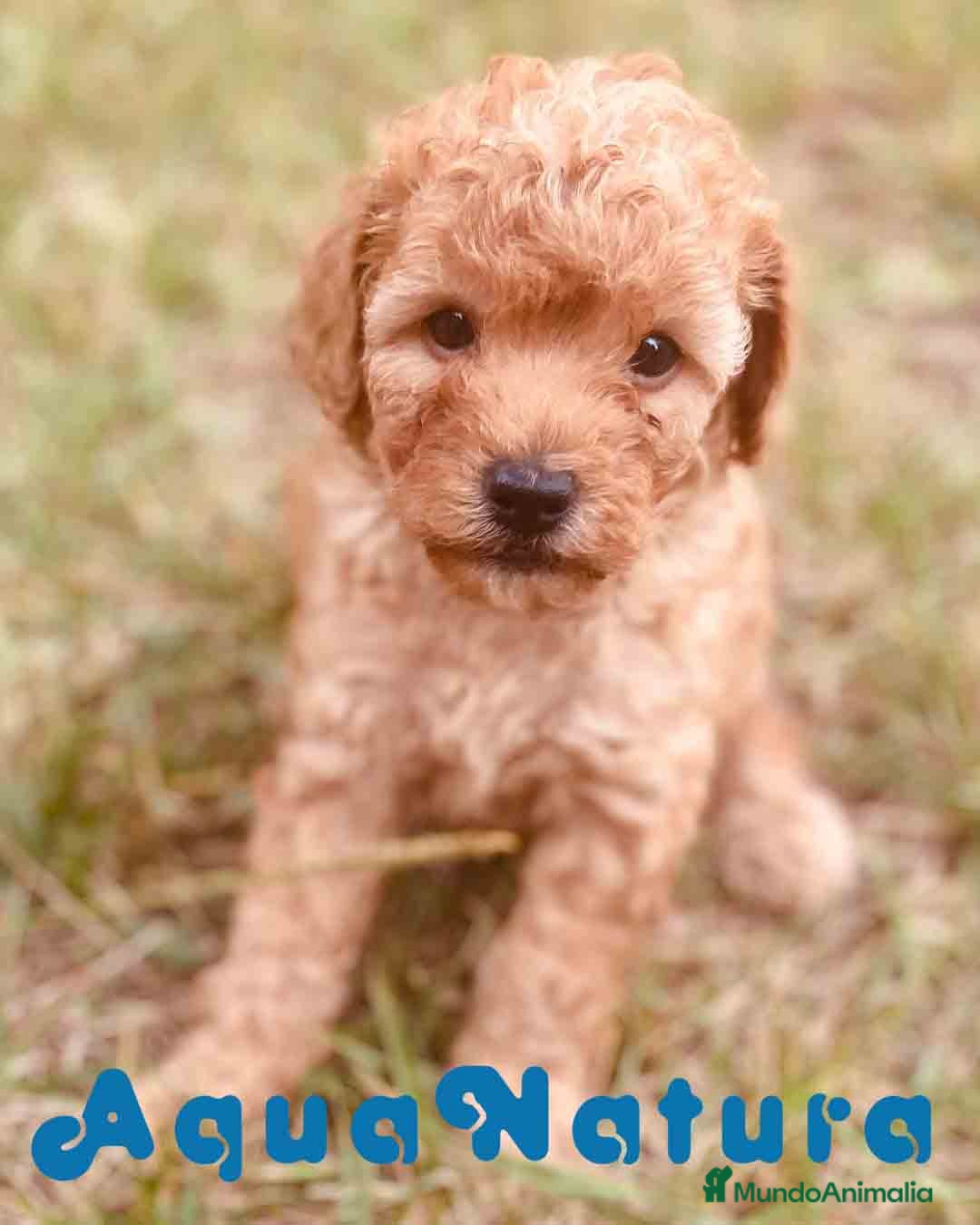 Caniche Toy perros Caniche Macho de Estela y Alejo 6277 - AQUANATURA en Barcelona - Anuncio 22