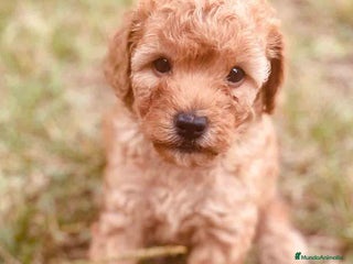 Caniche Toy perros en Barcelona - Anuncio 5