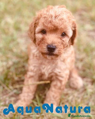 Caniche Toy perros en Barcelona - Anuncio 8