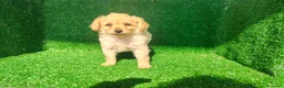 Maltipoo perros en venta: Maltipo  - Anuncio 17