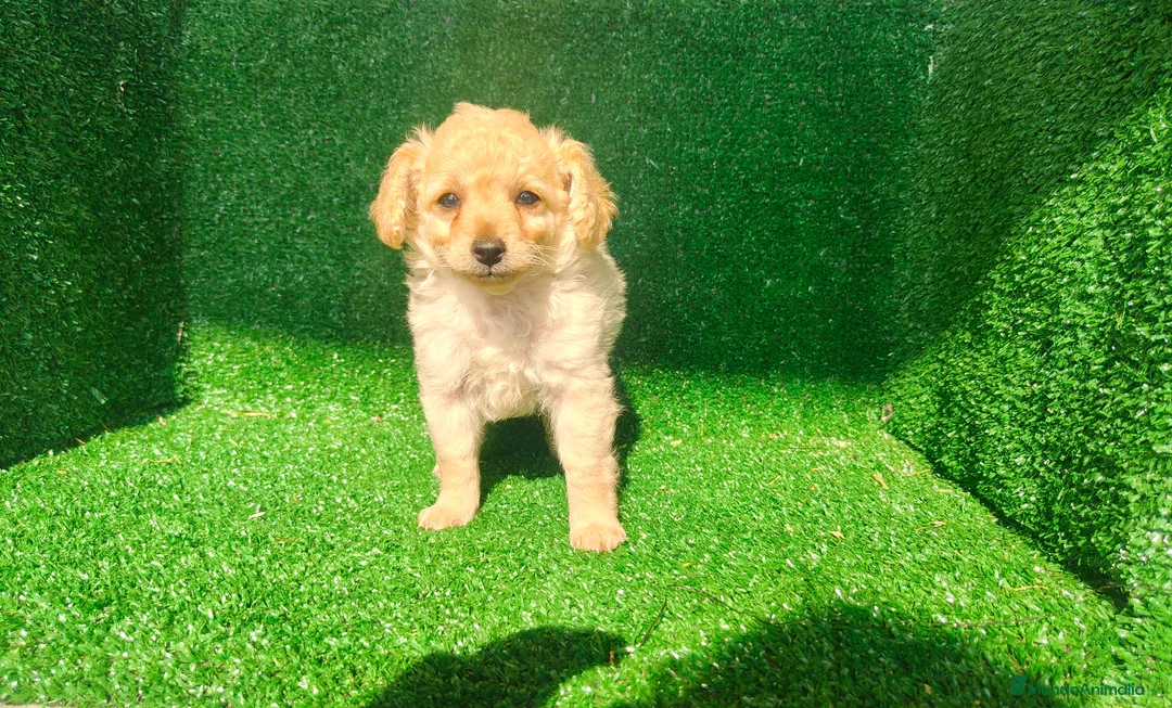 Maltipoo perros en venta: Maltipo  - Anuncio 17