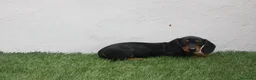 Teckel Miniatura perros en venta: Teckel Miniatura  - Anuncio 14
