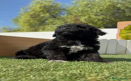 Perro de Agua Español perros en venta: PERRO DE AGUA ESPAÑOL HEMBRA - Imagen 10