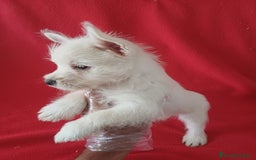 West Highland White Terrier perros en venta: Westy  - Imagen 2