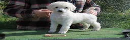 Caniche Gigante perros en venta: Cachorro caniche gigante  - Anuncio 5