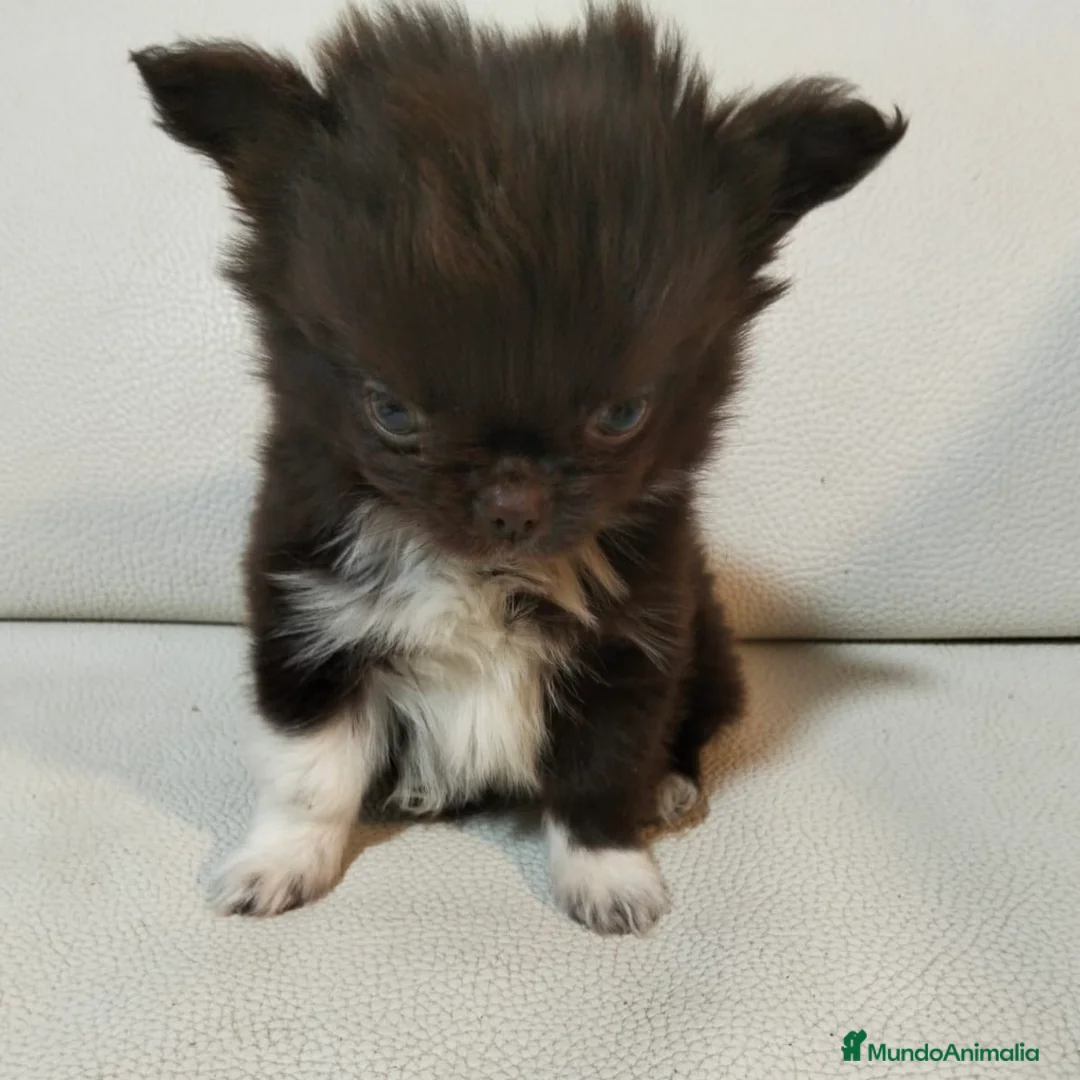 Chihuahua perros en venta: Chihuahua De Pelo Largo - Anuncio 3