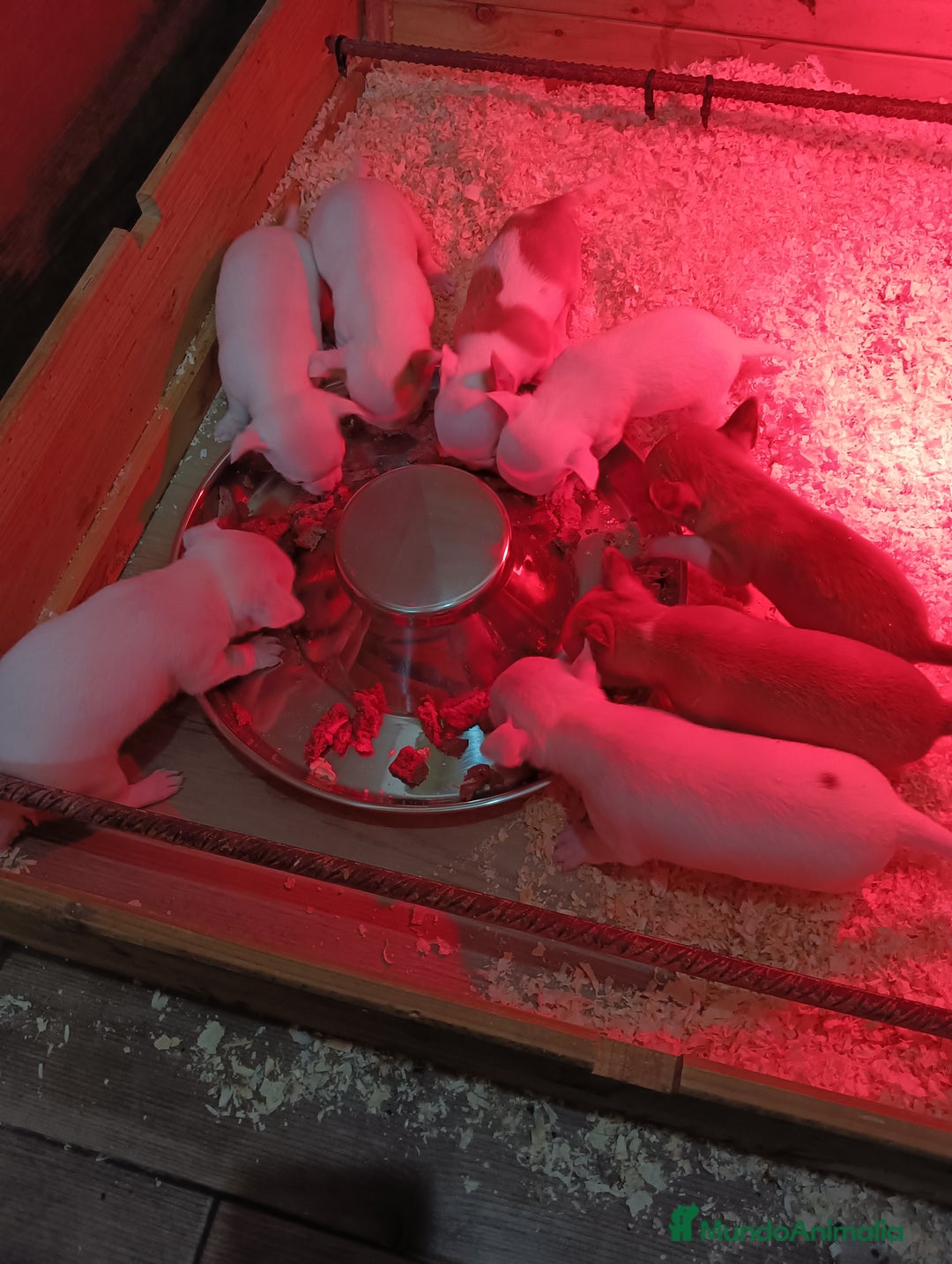 Chihuahua perros en venta: Chihuahua toy cabeza de manzana  - Anuncio 2