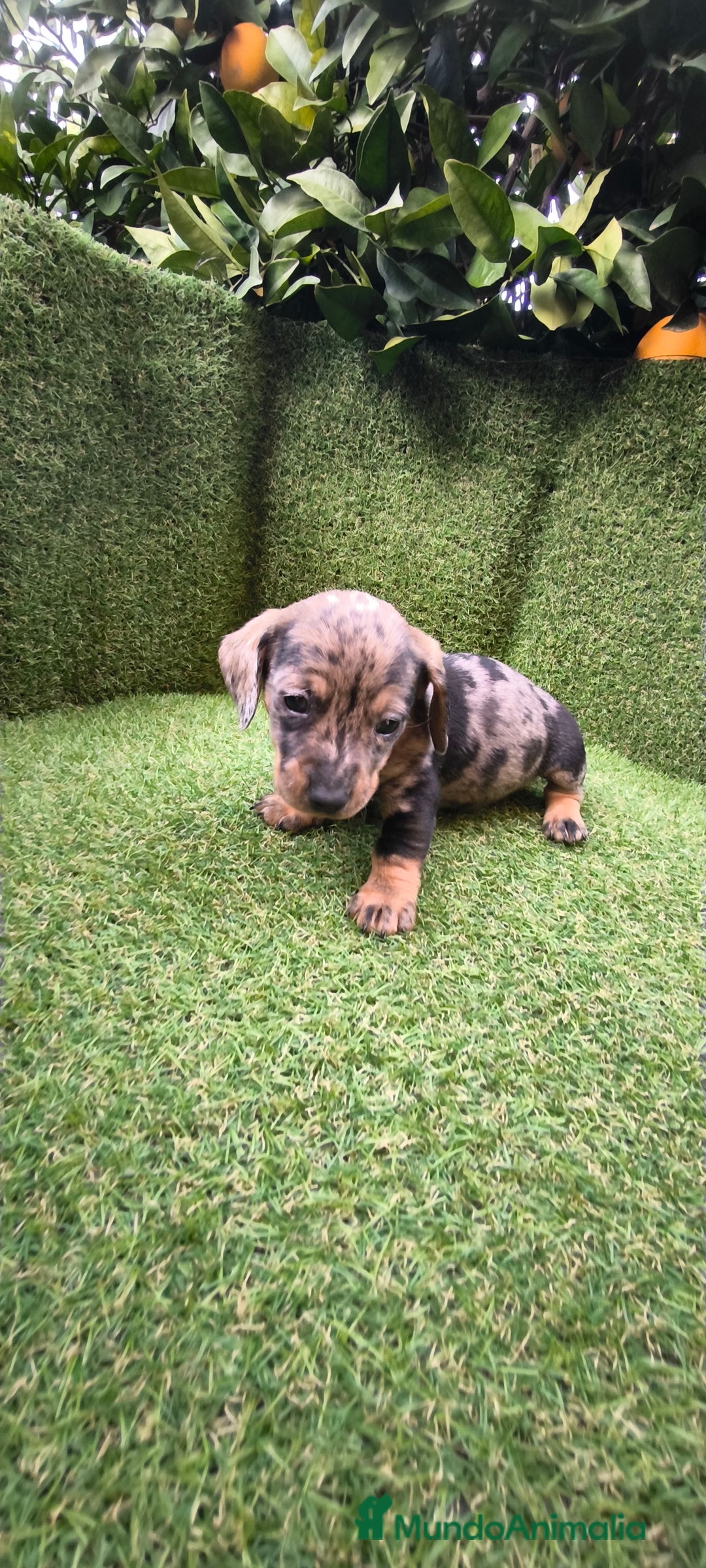 Teckel Miniatura perros en venta: camada teckel arlequín y todos los colores  - Anuncio 28