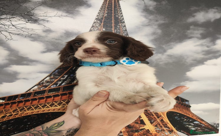 Épagneul Breton perros - Anuncio 1