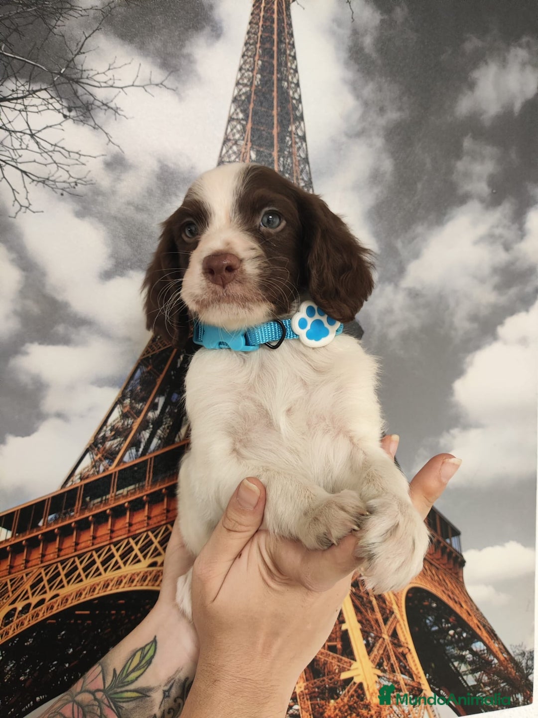 Épagneul Breton perros en venta: SPANIEL BRETÓN, CACHORROS DISPONIBLES  - Imagen 1