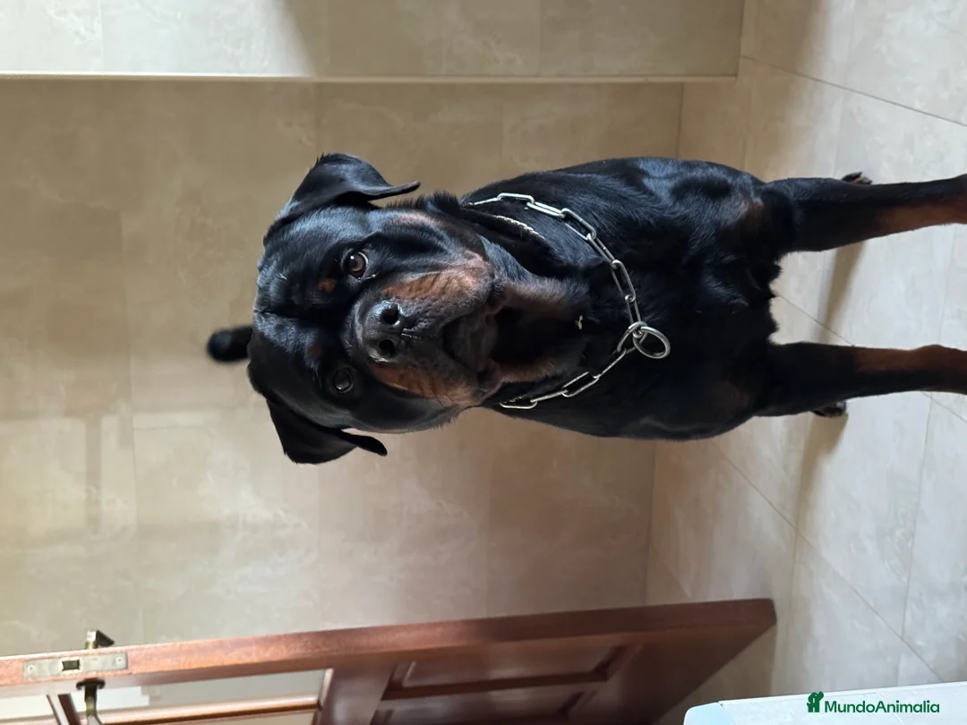 Rottweiler perros para monta: ROTTWEILER - Anuncio 6