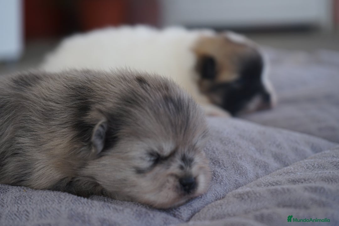 Pomerania perros en venta: ✨ Roscom & Prodigy ✨ - Imagen 6