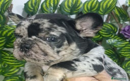 Bulldog Francés perros en venta: Fluffys y exóticos bulldog impresionantes  - Imagen 2