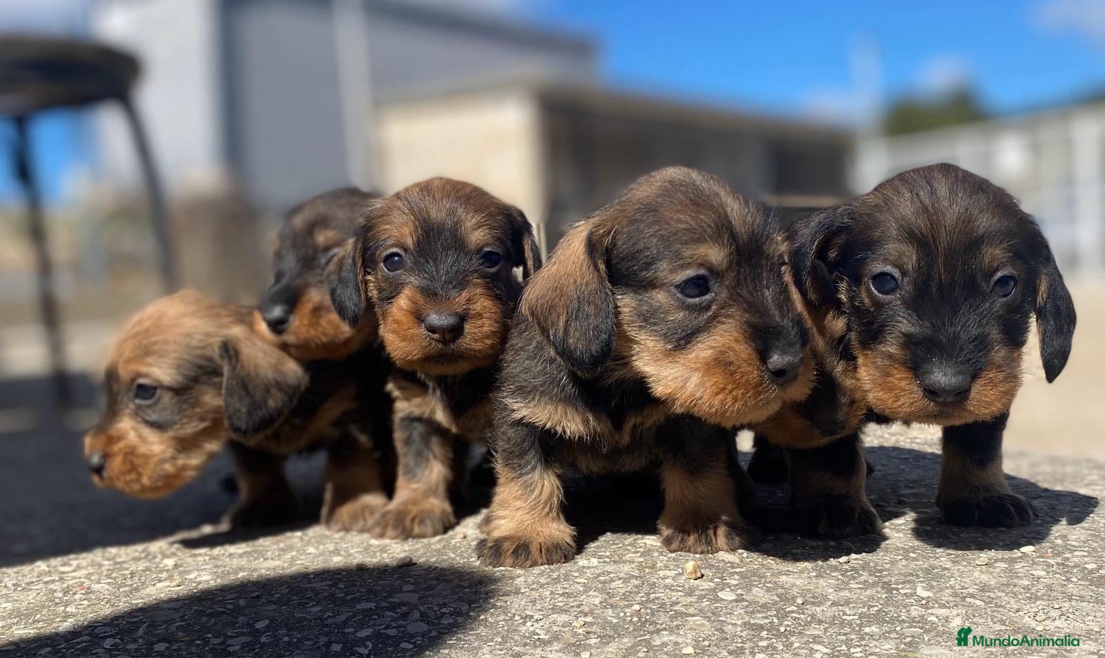Teckel perros Teckel de pelo duro  - Anuncio 1