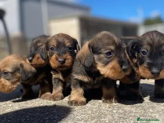 Teckel perros Teckel de pelo duro - Anuncio 1