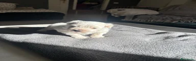 Bichón Maltés Cachorro 2