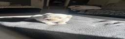 Bichón Maltés perros en venta: precioso bichon maltes - Anuncio 3