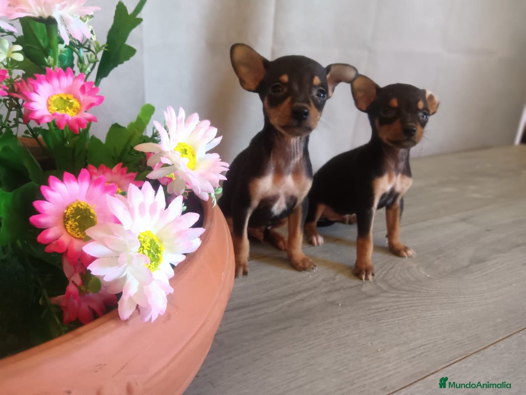 Pinscher Miniatura perros en venta: Pequeñitos cachorritos de Mini Pinscher en Valladolid - Imagen 1
