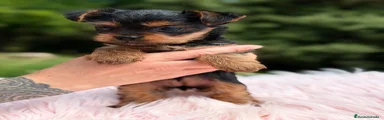 Yorkshire Terrier Cachorro 3