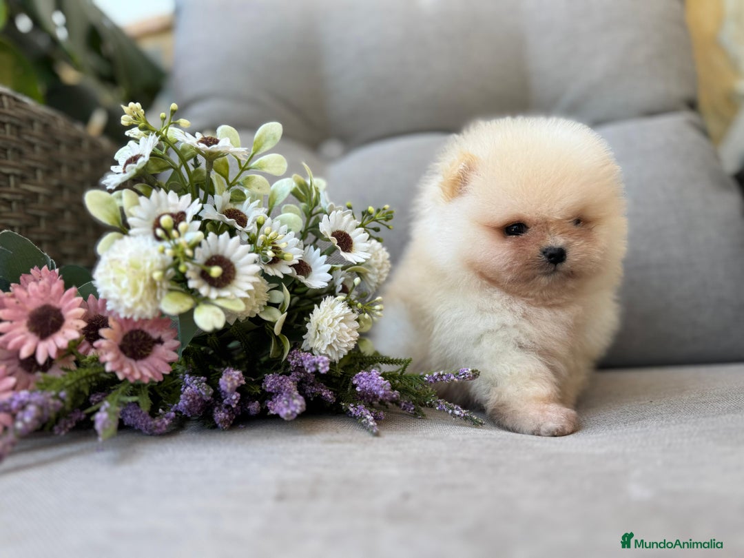 Pomerania perros en venta: POMERANIAS SUPER MINI - Imagen 2