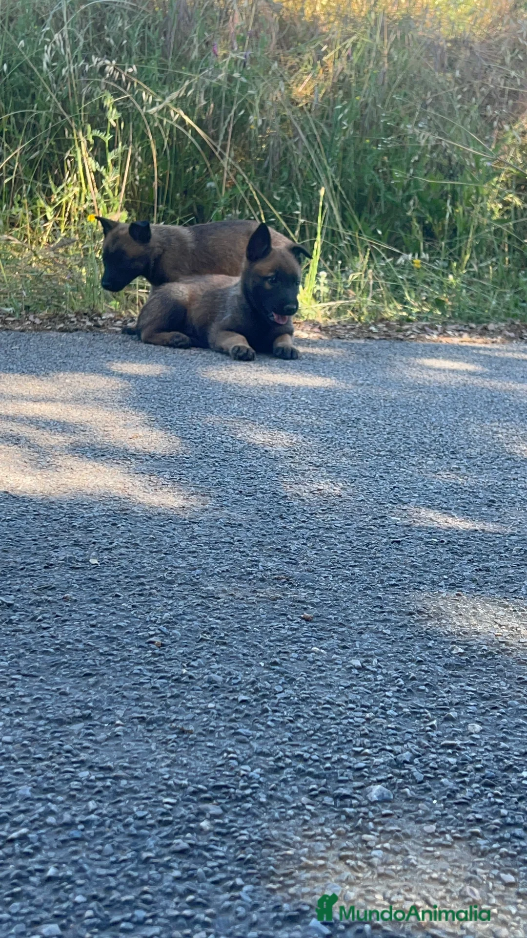 Pastor Belga Malinois perros en venta: Pastor belga malinois  - Anuncio 13