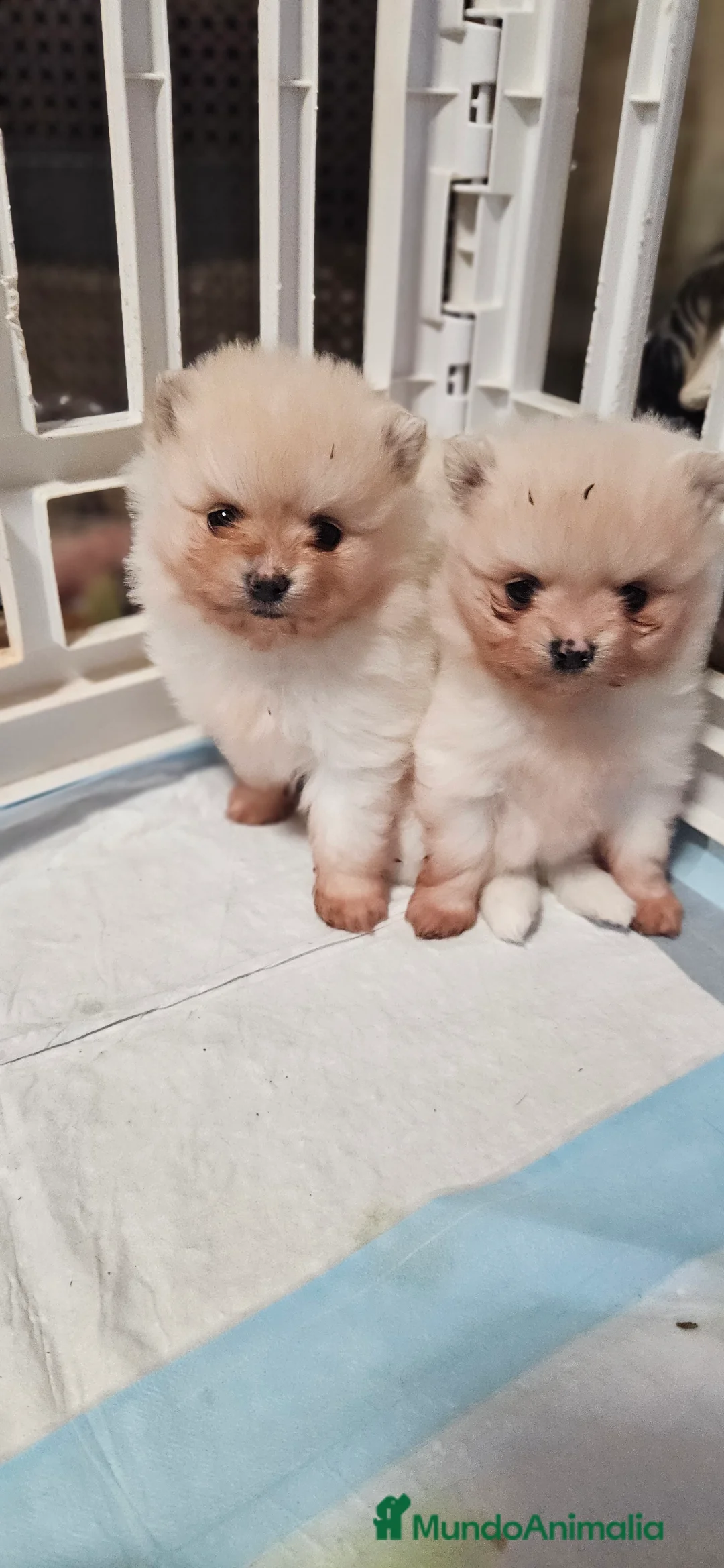 Pomerania perros en venta: Lulú d pomerania  - Anuncio 5