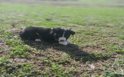 Border Collie perros en venta: BORDER COLLIE - Imagen 11