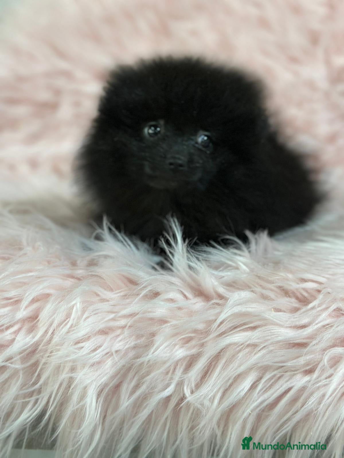 Pomerania perros ÚLTIMA POMERANIA HEMBRA DISPONIBLE - Anuncio 3