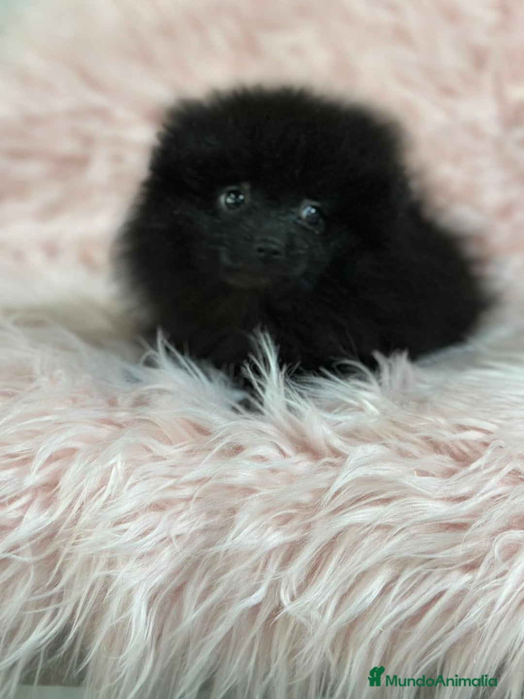 Pomerania perros en venta: ÚLTIMA POMERANIA HEMBRA DISPONIBLE - Anuncio 1