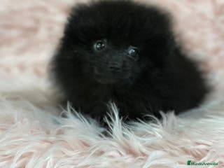 Pomerania perros ÚLTIMA POMERANIA HEMBRA DISPONIBLE - Anuncio 3