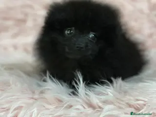 Pomerania perros ÚLTIMA POMERANIA HEMBRA DISPONIBLE - Anuncio 31