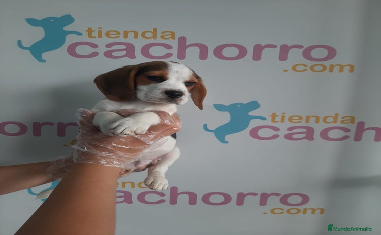 Beagle perros - Propaganda 4